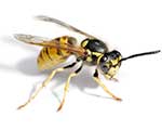 Bees / Wasps